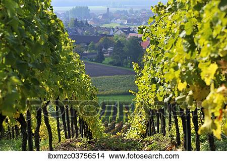 Picture - "Vineyard after the harvest, Altmannsdorf in the back, Altmannsdorf, Michelau im Steigerwald, Lower Franconia, Bavaria, Germany, Europe". Fotosearch