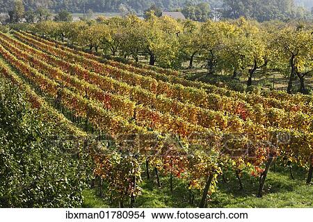 Picture - "Vineyard and fruit trees at Willendorf, Wachau, Waldviertel, Lower Austria, Austria, Europe". Fotosearch