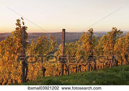 "Vineyard at sunset in autumn, view of Stuttgart from Wurttemberg hill, Rotenberg, Stuttgart, Baden-Wurttemberg, Germany, Europe" View Large Photo Image Stock Image - "Vineyard at sunset in autumn, view of Stuttgart from Wurttemberg hill, Rotenberg, Stuttgart, Baden-Wurttemberg, Germany, Europe". Fotosearch
