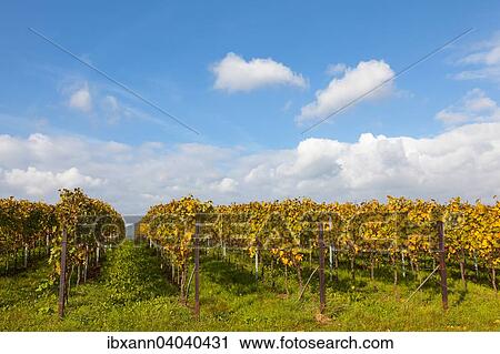 "Vineyard, autumn coloring, Southern Palatinate, Palatinate, Rhineland-Palatinate, Germany, Europe" View Large Photo Image Stock Image - "Vineyard, autumn coloring, Southern Palatinate, Palatinate, Rhineland-Palatinate, Germany, Europe". Fotosearch