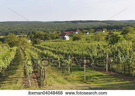 "Vineyard Csaterberg, Kohfidisch, Southern Burgenland, Burgenland, Austria, Europe" View Large Photo Image Stock Photo - "Vineyard Csaterberg, Kohfidisch, Southern Burgenland, Burgenland, Austria, Europe". Fotosearch