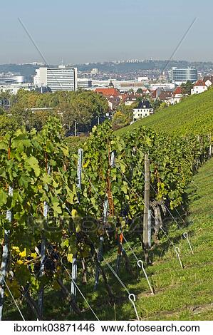 "Vineyard, Daimler-Benz factory premises, Mercedes-Benz Museum, Unterturkheim, Stuttgart, Baden-Wurttemberg, Germany, Europe" View Large Photo Image Stock Photograph - "Vineyard, Daimler-Benz factory premises, Mercedes-Benz Museum, Unterturkheim, Stuttgart, Baden-Wurttemberg, Germany, Europe". Fotosearch