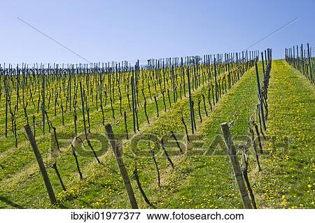 "Vineyard, Gleiszellen-Horbach, Deutsche Weinstrasse, German Wine Road, Pfalz, Rhineland-Palatinate, Germany, Europe" View Large Photo Image Stock Photo - "Vineyard, Gleiszellen-Horbach, Deutsche Weinstrasse, German Wine Road, Pfalz, Rhineland-Palatinate, Germany, Europe". Fotosearch