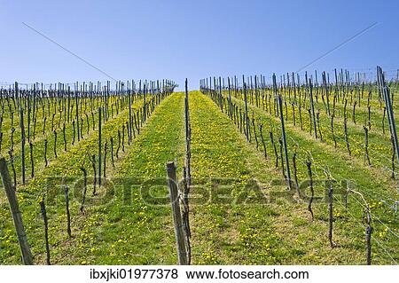 Stock Photo - "Vineyard, Gleiszellen-Horbach, Deutsche Weinstrasse, German Wine Road, Pfalz, Rhineland-Palatinate, Germany, Europe". Fotosearch