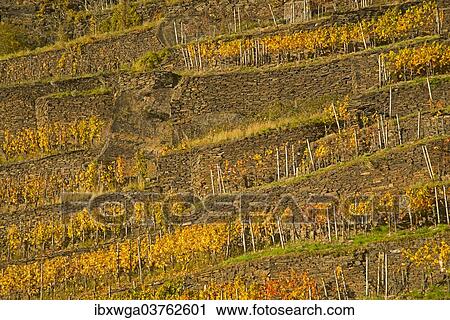 "Vineyard in autumn, red wine-growing region of the Pinot Noir and Portuguese grape varieties, Ahr Valley, Eifel, Rhineland-Palatinate, Germany, Europe" View Large Photo Image Stock Image - "Vineyard in autumn, red wine-growing region of the Pinot Noir and Portuguese grape varieties, Ahr Valley, Eifel, Rhineland-Palatinate, Germany, Europe". Fotosearch