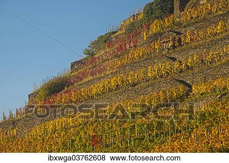 "Vineyard in autumn, red wine-growing region of the Pinot Noir and Portuguese grape varieties, Ahr Valley, Eifel, Rhineland-Palatinate, Germany, Europe" View Large Photo Image Stock Photo - "Vineyard in autumn, red wine-growing region of the Pinot Noir and Portuguese grape varieties, Ahr Valley, Eifel, Rhineland-Palatinate, Germany, Europe". Fotosearch