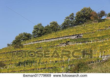 Stock Photo - "Vineyard in autumn, Viessling, Spitzer Graben valley, Wachau valley, Waldviertel region, Lower Austria, Austria, Europe". Fotosearch