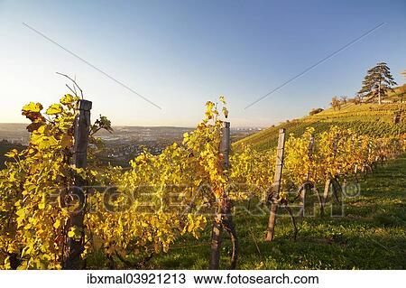 "Vineyard in the evening light in autumn, view of Stuttgart from Wurttemberg hill, Rotenberg, Stuttgart, Baden-Wurttemberg, Germany, Europe" View Large Photo Image Stock Image - "Vineyard in the evening light in autumn, view of Stuttgart from Wurttemberg hill, Rotenberg, Stuttgart, Baden-Wurttemberg, Germany, Europe". Fotosearch