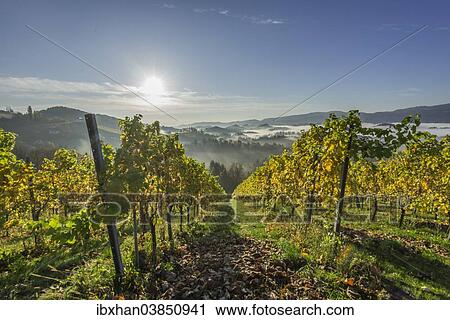 "Vineyard in the morning mist, Eichberg-Trautenburg, Styria, Austria, Europe" View Large Photo Image Stock Image - "Vineyard in the morning mist, Eichberg-Trautenburg, Styria, Austria, Europe". Fotosearch