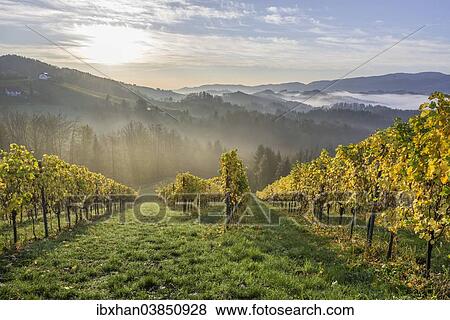 "Vineyard in the morning mist, Eichberg-Trautenburg, Styria, Austria, Europe" View Large Photo Image Stock Photo - "Vineyard in the morning mist, Eichberg-Trautenburg, Styria, Austria, Europe". Fotosearch