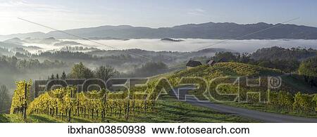 "Vineyard in the morning mist, Fotschach, Styria, Austria, Europe" View Large Photo Image Stock Photo - "Vineyard in the morning mist, Fotschach, Styria, Austria, Europe". Fotosearch