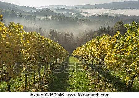 "Vineyard in the morning mist, Eichberg-Trautenburg, Styria, Austria, Europe" View Large Photo Image Stock Photograph - "Vineyard in the morning mist, Eichberg-Trautenburg, Styria, Austria, Europe". Fotosearch