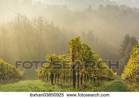 "Vineyard in the morning mist, Eichberg-Trautenburg, Styria, Austria, Europe" View Large Photo Image Stock Photography - "Vineyard in the morning mist, Eichberg-Trautenburg, Styria, Austria, Europe". Fotosearch