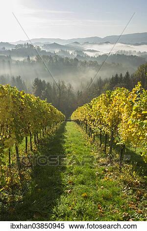 "Vineyard in the morning mist, Eichberg-Trautenburg, Styria, Austria, Europe" View Large Photo Image Stock Photography - "Vineyard in the morning mist, Eichberg-Trautenburg, Styria, Austria, Europe". Fotosearch