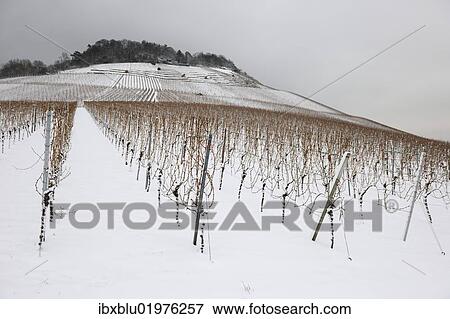 "Vineyard in winter, near Korb, Baden-Wuerttemberg, Germany, Europe" View Large Photo Image Stock Photo - "Vineyard in winter, near Korb, Baden-Wuerttemberg, Germany, Europe". Fotosearch