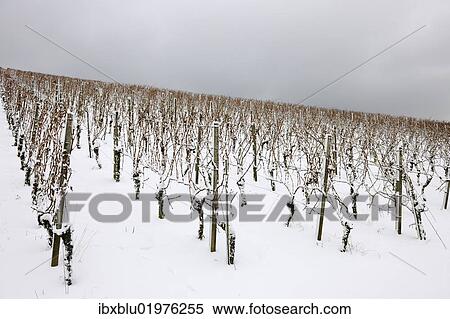 "Vineyard in winter, near Korb, Baden-Wuerttemberg, Germany, Europe" View Large Photo Image Stock Photography - "Vineyard in winter, near Korb, Baden-Wuerttemberg, Germany, Europe". Fotosearch