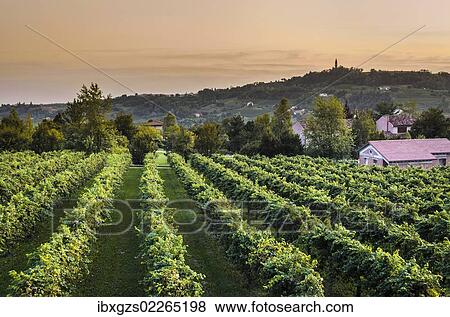 "Vineyard near Revin, Italy, Europe" View Large Photo Image Stock Photo - "Vineyard near Revin, Italy, Europe". Fotosearch