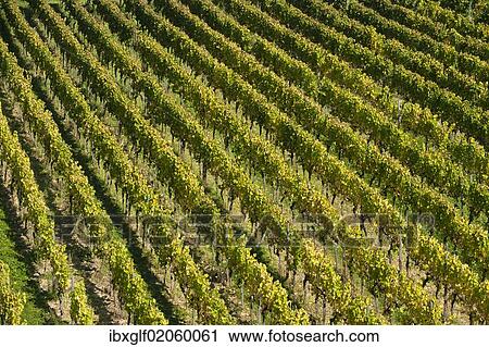 "Vineyard, near Ruedesheim, Rheingau, Hesse, Germany, Europe" View Large Photo Image Stock Image - "Vineyard, near Ruedesheim, Rheingau, Hesse, Germany, Europe". Fotosearch
