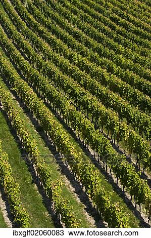 "Vineyard, near Ruedesheim, Rheingau, Hesse, Germany, Europe" View Large Photo Image Stock Image - "Vineyard, near Ruedesheim, Rheingau, Hesse, Germany, Europe". Fotosearch
