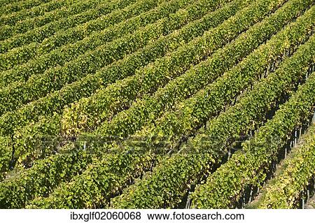 Stock Photo - "Vineyard, near Ruedesheim, Rheingau, Hesse, Germany, Europe". Fotosearch