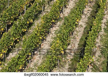 Stock Photography - "Vineyard, near Ruedesheim, Rheingau, Hesse, Germany, Europe". Fotosearch