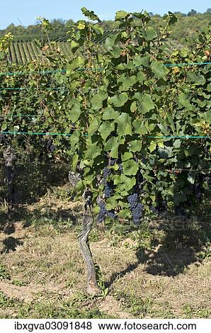 Stock Photo - "Vineyard, Pinot Noir vines, Westhalten, Departement Bas-Rhin, Alsace, France, Europe". Fotosearch