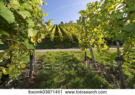 Stock Image - "Vineyard, Stuttgart, Baden-Wurttemberg, Germany, Europe". Fotosearch