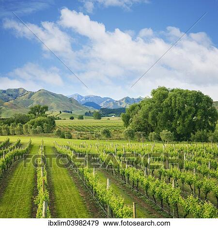 "Vineyard tucked up under the mountains, in the wine growing Marlborough Region, South Island, New Zealand, Oceania" View Large Photo Image Stock Photo - "Vineyard tucked up under the mountains, in the wine growing Marlborough Region, South Island, New Zealand, Oceania". Fotosearch
