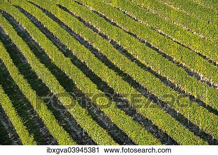 "Vineyard with rows of grape vines, Treiso, Piedmont, Italy, Europe" View Large Photo Image Stock Image - "Vineyard with rows of grape vines, Treiso, Piedmont, Italy, Europe". Fotosearch