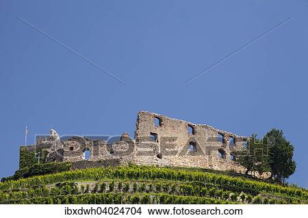 Picture - "Vineyard with Staufen Castle ruins, Staufen im Breisgau, Black Forest, Baden-Wurttemberg, Germany, Europe". Fotosearch