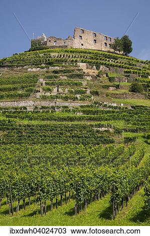 Stock Image - "Vineyard with Staufen Castle ruins, Staufen im Breisgau, Black Forest, Baden-Wurttemberg, Germany, Europe". Fotosearch