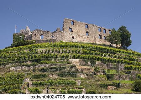 "Vineyard with Staufen Castle ruins, Staufen im Breisgau, Black Forest, Baden-Wurttemberg, Germany, Europe" View Large Photo Image Stock Photography - "Vineyard with Staufen Castle ruins, Staufen im Breisgau, Black Forest, Baden-Wurttemberg, Germany, Europe". Fotosearch