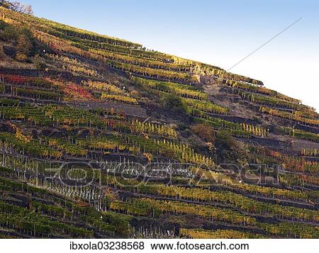 "Vineyard with vines on steep slopes and terraces at the autumn, Mayschoss, Ahrtal, Eifel, Rhineland-Palatinate, Germany, Europe" View Large Photo Image Stock Photo - "Vineyard with vines on steep slopes and terraces at the autumn, Mayschoss, Ahrtal, Eifel, Rhineland-Palatinate, Germany, Europe". Fotosearch