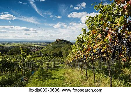 "Vineyards and Staufen castle, behind the Rhine Valley, Staufen im Breisgau, Markgraflerland, Black Forest, Baden-Wurttemberg, Germany, Europe" View Large Photo Image Stock Photograph - "Vineyards and Staufen castle, behind the Rhine Valley, Staufen im Breisgau, Markgraflerland, Black Forest, Baden-Wurttemberg, Germany, Europe". Fotosearch