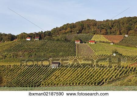 "Vineyards at Falkenberg near Falkenstein, Donnersdorf district, Steigerwald, Lower Franconia, Franconia, Bavaria, Germany, Europe" View Large Photo Image Stock Image - "Vineyards at Falkenberg near Falkenstein, Donnersdorf district, Steigerwald, Lower Franconia, Franconia, Bavaria, Germany, Europe". Fotosearch