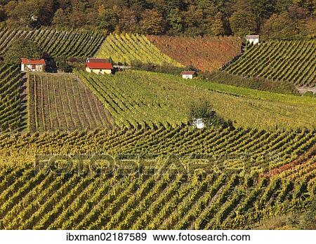 "Vineyards at Falkenberg near Falkenstein, Donnersdorf district, Steigerwald, Lower Franconia, Franconia, Bavaria, Germany, Europe" View Large Photo Image Stock Photo - "Vineyards at Falkenberg near Falkenstein, Donnersdorf district, Steigerwald, Lower Franconia, Franconia, Bavaria, Germany, Europe". Fotosearch