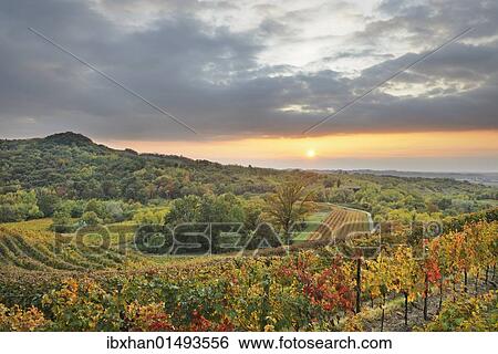 "Vineyards at sunset near Cividale, Friuli, Italy, Europe" View Large Photo Image Stock Photograph - "Vineyards at sunset near Cividale, Friuli, Italy, Europe". Fotosearch