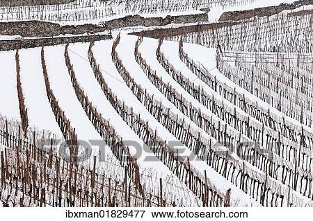 "Vineyards covered with snow, Spitz, Wachau, Waldviertel, Forest Quarter, Lower Austria, Austria, Europe" View Large Photo Image Stock Photo - "Vineyards covered with snow, Spitz, Wachau, Waldviertel, Forest Quarter, Lower Austria, Austria, Europe". Fotosearch