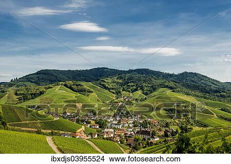 "Vineyards, Durbach, Ortenau, Black Forest, Baden-Wuerttemberg, Germany, Europe" View Large Photo Image Picture - "Vineyards, Durbach, Ortenau, Black Forest, Baden-Wuerttemberg, Germany, Europe". Fotosearch