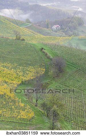 "Vineyards, farmhouse and morning fog, Ratsch an der Weinstrasse, Styria, Austria, Europe" View Large Photo Image Stock Photo - "Vineyards, farmhouse and morning fog, Ratsch an der Weinstrasse, Styria, Austria, Europe". Fotosearch