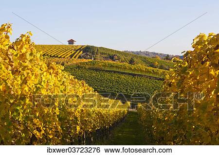 Stock Photograph - "Vineyards in autumn, Bad Cannstatt, Stuttgart, Baden-Wurttemberg, Germany, Europe". Fotosearch