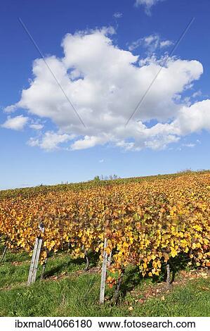 "Vineyards in autumn, Esslingen, Baden-Wurttemberg, Germany, Europe" View Large Photo Image Stock Image - "Vineyards in autumn, Esslingen, Baden-Wurttemberg, Germany, Europe". Fotosearch