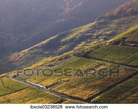 Stock Photo - "Vineyards in autumn, Mayschoss, Ahrtal, Eifel, Rhineland-Palatinate, Germany, Europe". Fotosearch