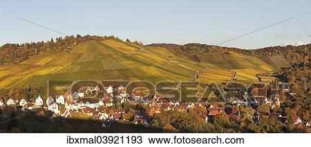 "Vineyards in autumn, near Uhlbach, Stuttgart, Baden-Wurttemberg, Germany, Europe" View Large Photo Image Stock Image - "Vineyards in autumn, near Uhlbach, Stuttgart, Baden-Wurttemberg, Germany, Europe". Fotosearch