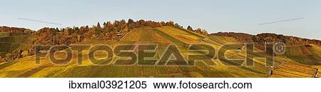 "Vineyards in autumn, near Uhlbach, Stuttgart, Baden-Wurttemberg, Germany, Europe" View Large Photo Image Stock Photography - "Vineyards in autumn, near Uhlbach, Stuttgart, Baden-Wurttemberg, Germany, Europe". Fotosearch