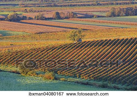 "Vineyards in autumn, Neckenmarkt, Mittelburgenland region, Burgenland, Austria, Europe" View Large Photo Image Stock Photo - "Vineyards in autumn, Neckenmarkt, Mittelburgenland region, Burgenland, Austria, Europe". Fotosearch