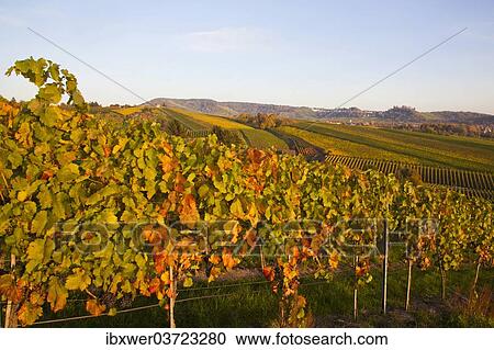 Stock Image - "Vineyards in autumn, view of the Rotenberg district, Bad Cannstatt, Stuttgart, Baden-Wurttemberg, Germany, Europe". Fotosearch