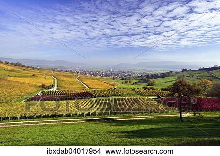 "Vineyards in autumn with views of the Klettgau, cirrocumulus clouds in the sky, Oberhallau, Hallau, Klettgau, Canton of Schaffhausen, Switzerland, Europe" View Large Photo Image Picture - "Vineyards in autumn with views of the Klettgau, cirrocumulus clouds in the sky, Oberhallau, Hallau, Klettgau, Canton of Schaffhausen, Switzerland, Europe". Fotosearch