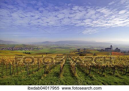 "Vineyards in autumn with views of the Klettgau, cirrocumulus clouds in the sky, Oberhallau, Hallau, Klettgau, Canton of Schaffhausen, Switzerland, Europe" View Large Photo Image Stock Photography - "Vineyards in autumn with views of the Klettgau, cirrocumulus clouds in the sky, Oberhallau, Hallau, Klettgau, Canton of Schaffhausen, Switzerland, Europe". Fotosearch