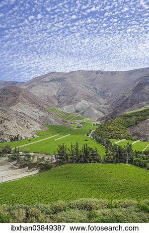 "Vineyards in the Valle del Elqui, Vicuna, Region de Coquimbo, Chile, South America" View Large Photo Image Stock Photo - "Vineyards in the Valle del Elqui, Vicuna, Region de Coquimbo, Chile, South America". Fotosearch